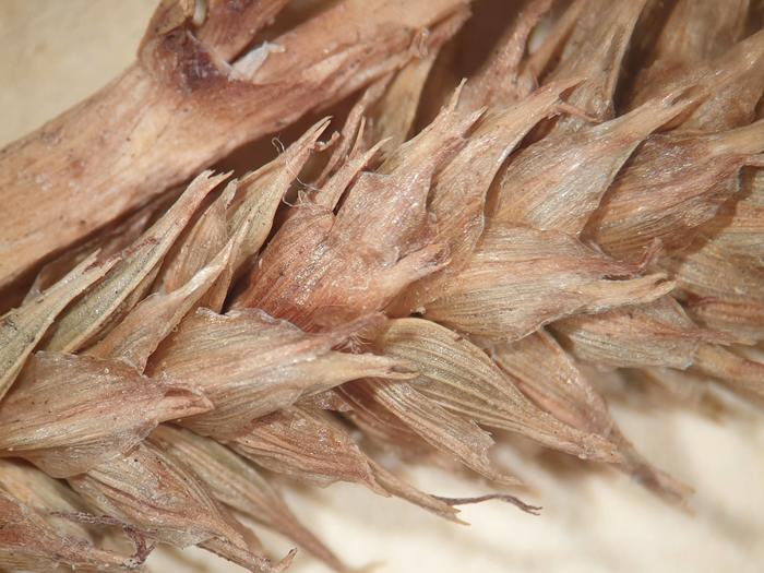 Perigynia of Carex dianae type Perigynia of Carex dianae type