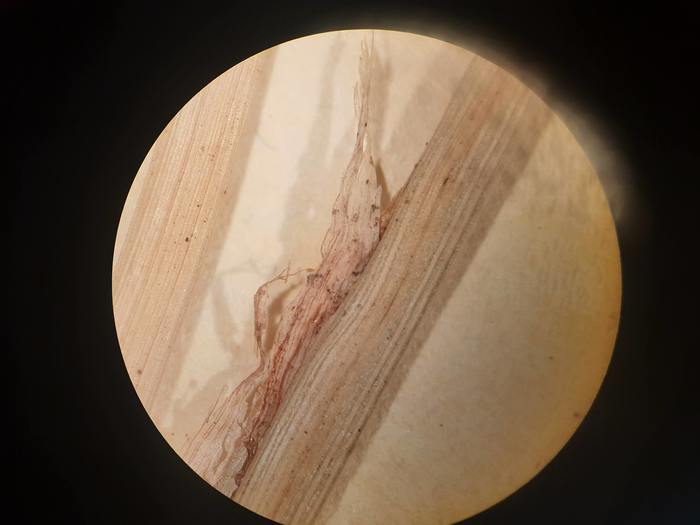 Leaf sheath of type Leaf sheath of type