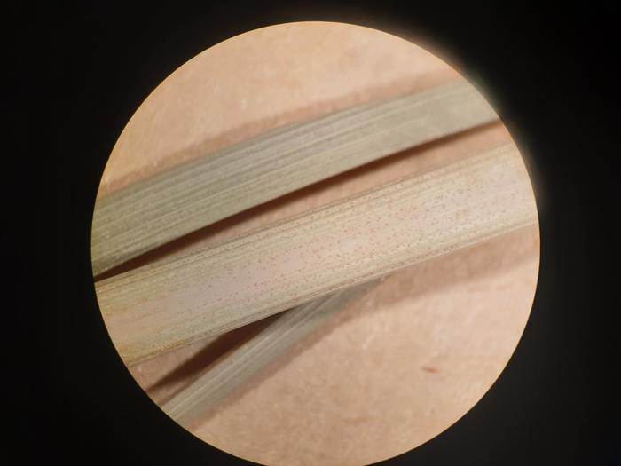 Leaf sheath of Carex distans