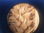 Perigynia of Carex sphaerogyna