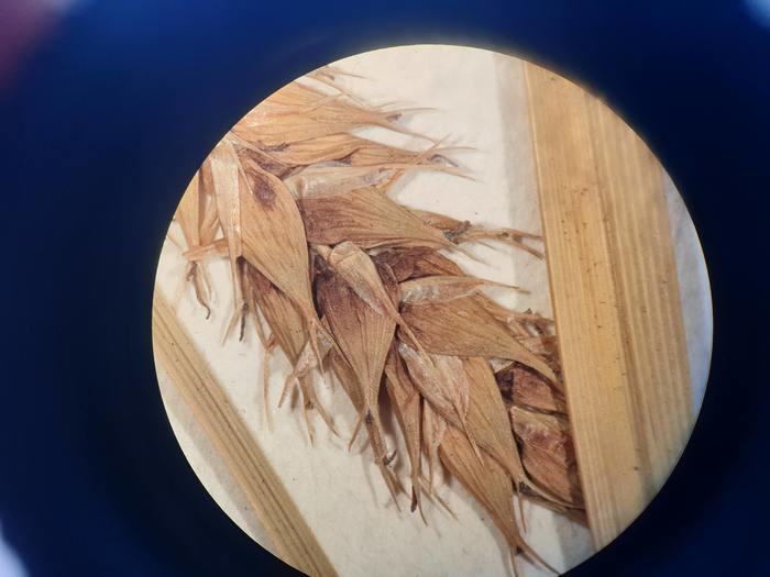Perigynia of Carex orthostachys type Perigynia of Carex orthostachys type