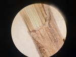 Carex akanensis lectotype ligule