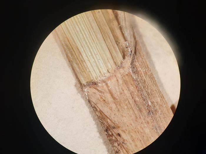 Carex akanensis lectotype ligule Carex akanensis lectotype ligule