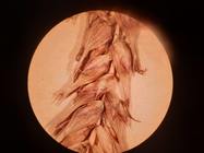 Closeup of perigynia of lectotype