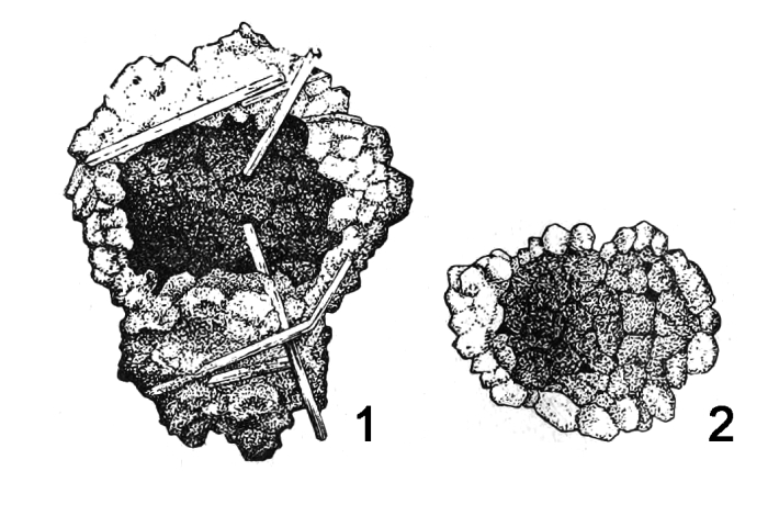 Arenosphaera perforata Shchedrina, 1939