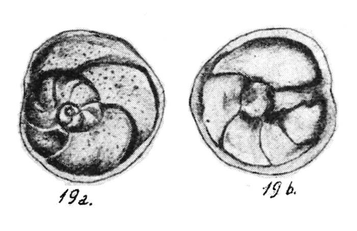 Rosalina sidebottomi Said &amp; Kamel, 1956