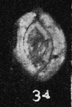 Spiroloculina colomi Said &amp; Kamel, 1956