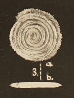 Spirillina pectinimarginata Chapman, Parr & Collins, 1934