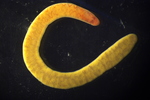 Specimen from the Sea of Okhotsk