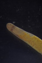Specimen from the Sea of Okhotsk