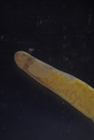 Specimen from the Sea of Okhotsk