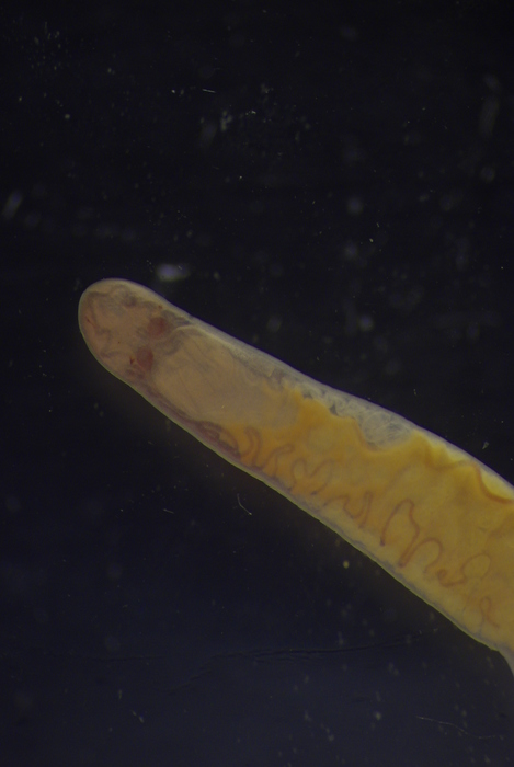 Specimen from the Sea of Okhotsk Specimen from the Sea of Okhotsk