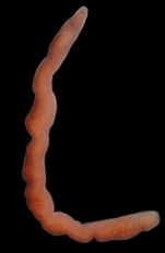 Holotype