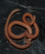 Paratypes