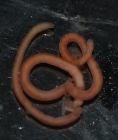 Paratypes