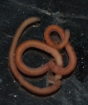 Paratypes