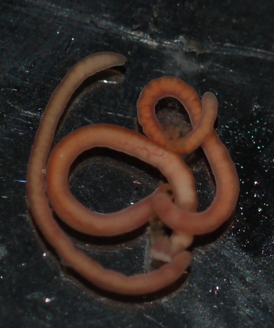 Paratypes Paratypes
