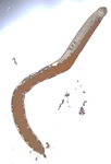 Holotype