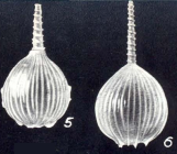 Lagena striatiformis McCulloch, 1981