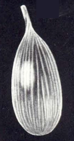 Lagena calvatiformis McCulloch, 1981