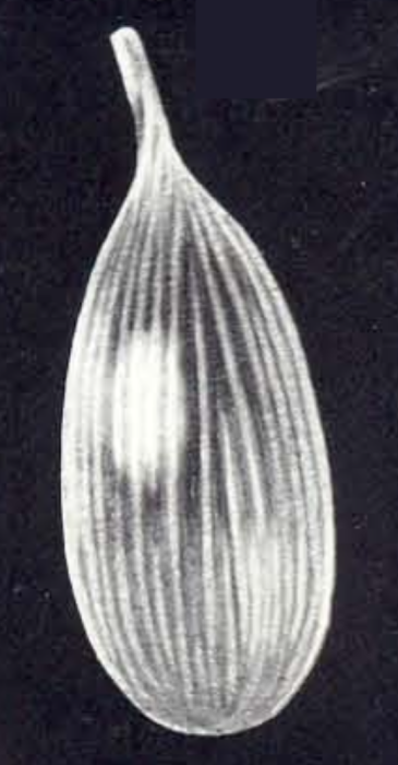 Lagena calvatiformis McCulloch, 1981 Lagena calvatiformis McCulloch, 1981