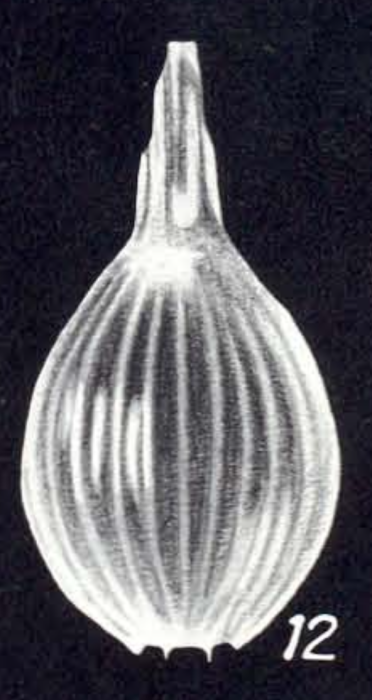 Lagena laevicostatiformis McCulloch, 1981 Lagena laevicostatiformis McCulloch, 1981