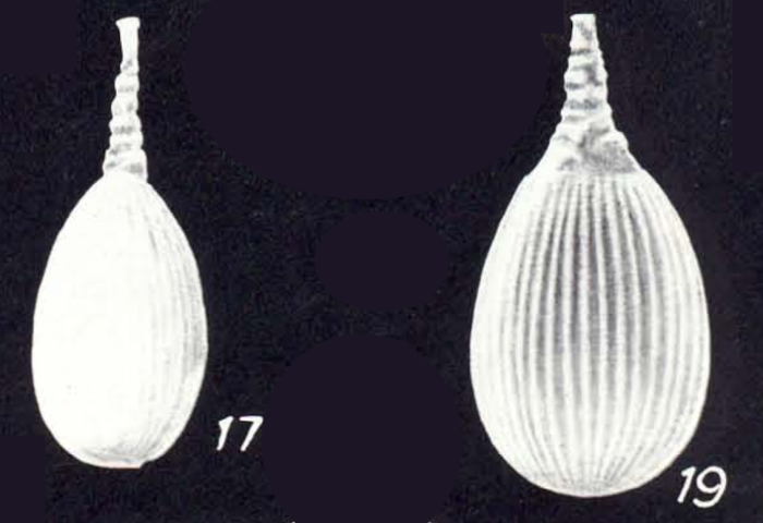 Lagena subspirata McCulloch, 1981 Lagena subspirata McCulloch, 1981