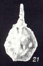 Lagena congesta McCulloch, 1981