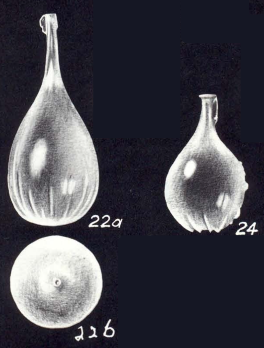 Lagena similis McCulloch, 1981