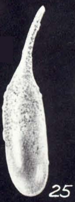 Lagena flexiformis McCulloch, 1981