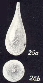 Lagena neochasteri McCulloch, 1981