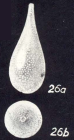 Lagena neochasteri McCulloch, 1981