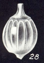 Lagena subspicata McCulloch, 1981