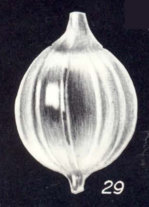 Lagena galeroensis McCulloch, 1981 Lagena galeroensis McCulloch, 1981