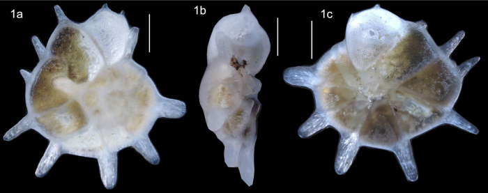 Neorotalia leeuwinensis Tremblin, Holzmann, Parker and Haig, 2025 Neorotalia leeuwinensis Tremblin, Holzmann, Parker and Haig, 2025