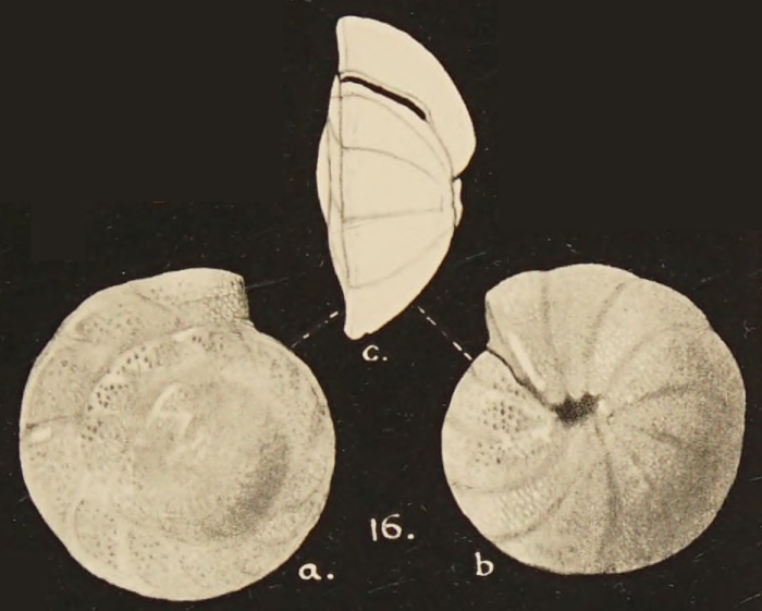 Cibicides victoriensis Chapman, Parr & Collins, 1934 Cibicides victoriensis Chapman, Parr & Collins, 1934