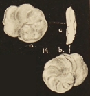 Discorbis bertheloti var. papillata Chapman, Parr & Collins, 1934