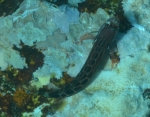 Ecsenius tessera