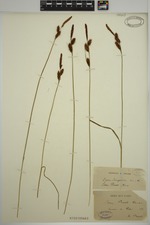 Carex provotii isotype
