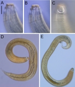 Psammonema buamphida Figure 4