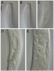 Sabatieria pararticulata
