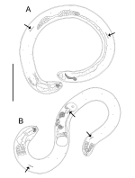 Choanolaimus serieporus
