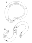 Choanolaimus serieporus