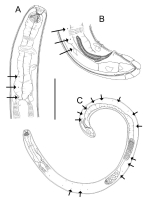 Choanolaimus sparsiporus