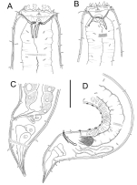 Gammanema lunatum