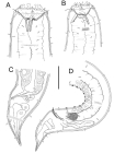 Gammanema lunatum