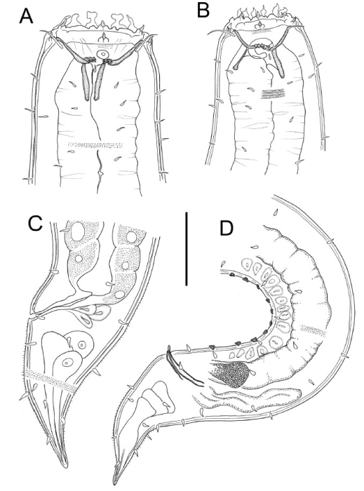 Gammanema lunatum Gammanema lunatum