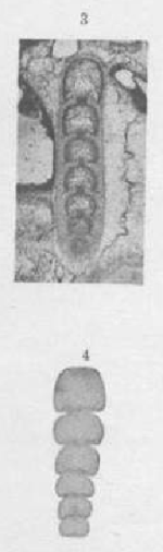 Nodosaria netschajewi Cherdynzev, 1914