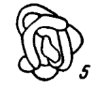 Glomospira elegans Lipina, 1949