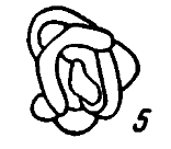 Glomospira elegans Lipina, 1949